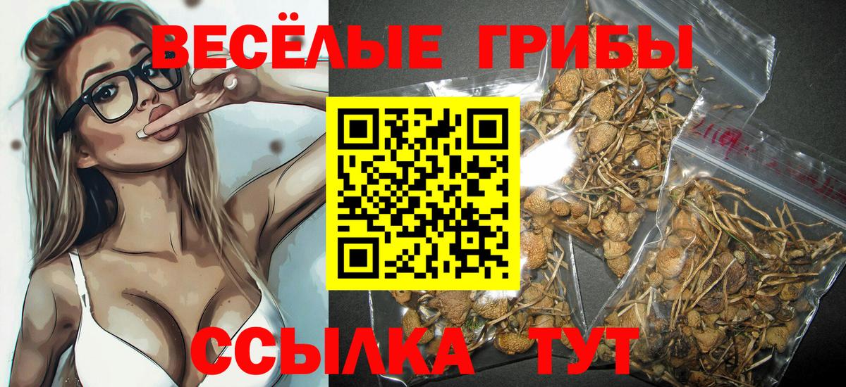 Галлюциногенные грибы Psilocybe Мценск